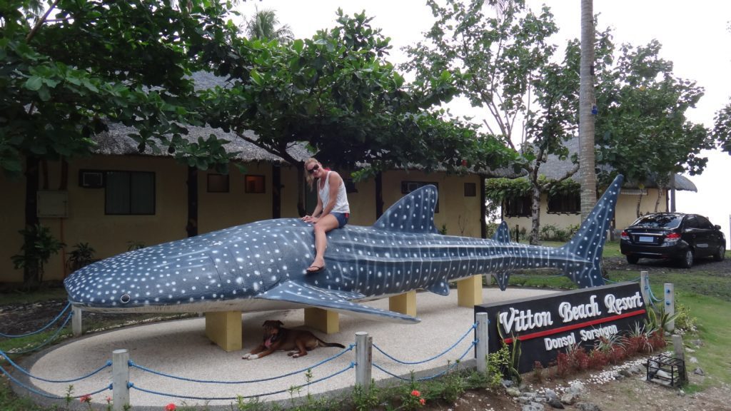 Swim with Whale Sharks in the Philippines